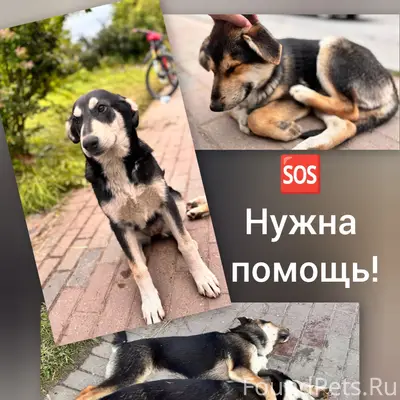 Пропали дворняги, Люберцы, рп Томилино