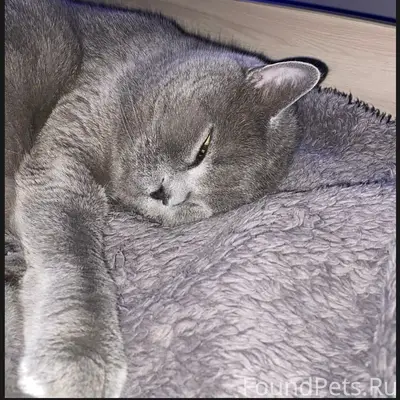 Пропал британский кот Бася, Улан-Удэ