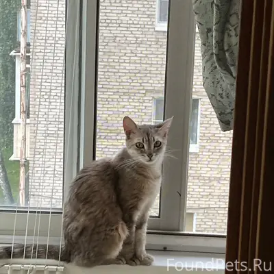 Пропала кошка Моника, д. Купуй
