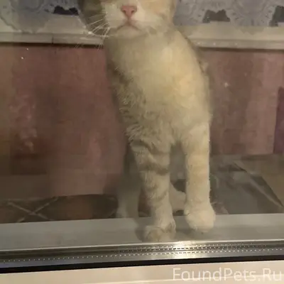 Найдена кошка, Дмитровка