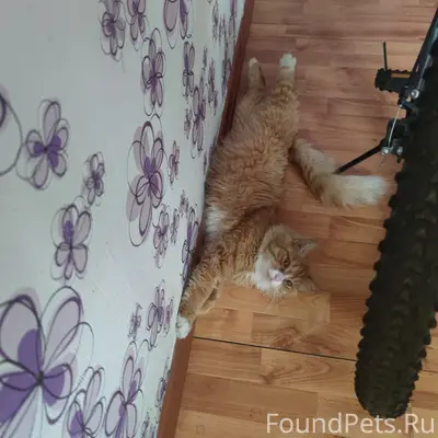 Пропал кот, ул. Восточная