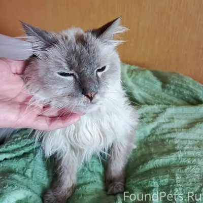 Найден котик, Старый город