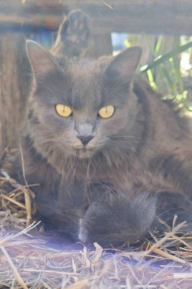 Пропала кошка Мяу, пересечение улиц Клинцовской и Иванова