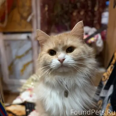 Пропал кот Барсик, Автозавод
