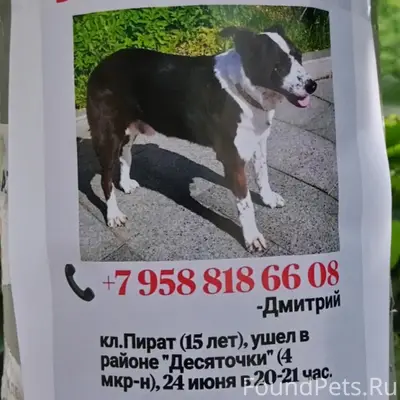 Пропала собака, Зеленоград