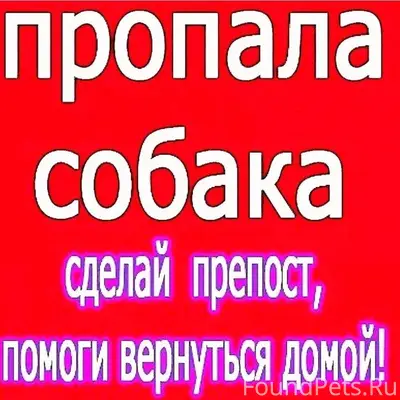 Пропала собака Найда