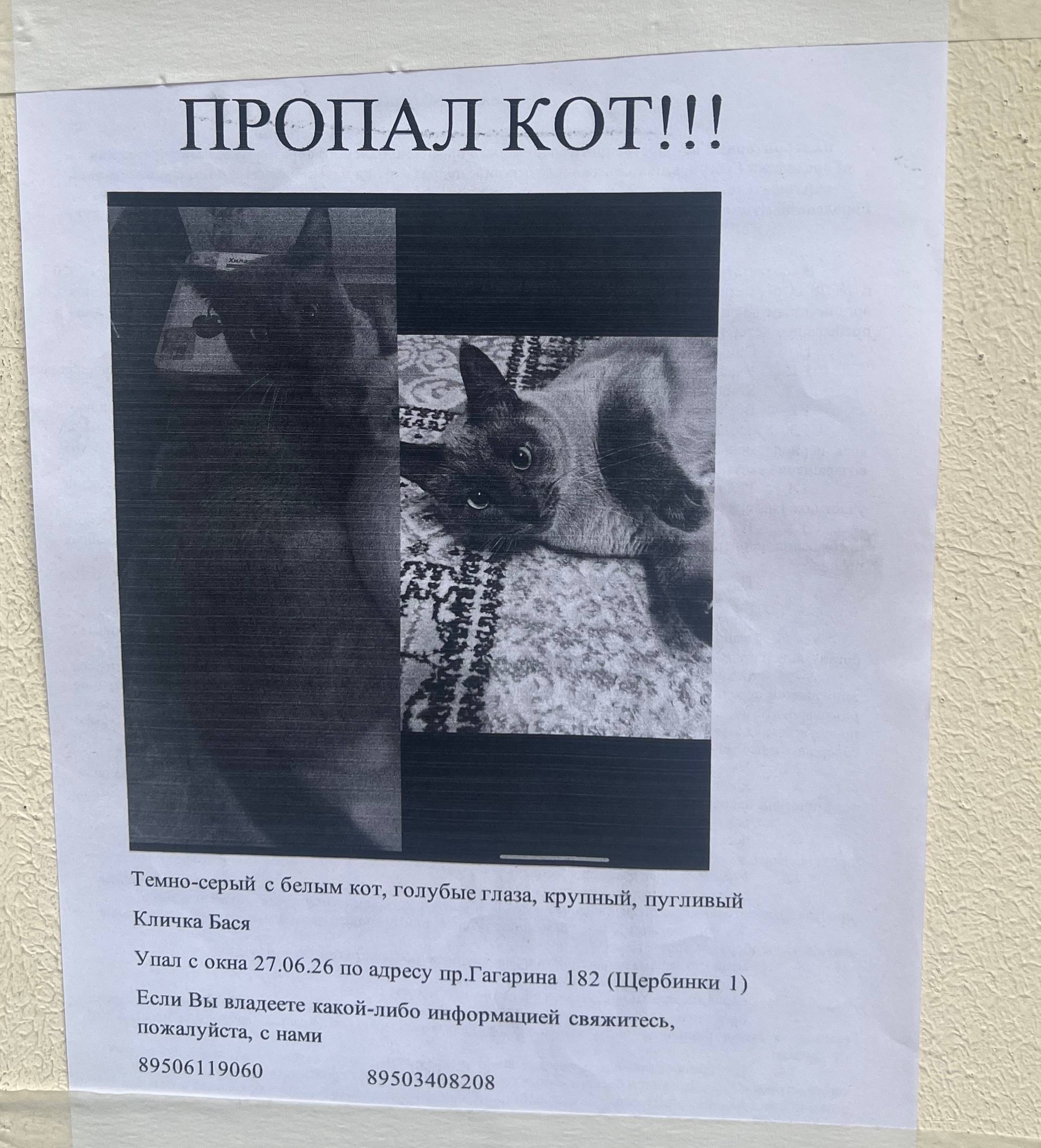 Пропал кот Бася, Щербинки 1
