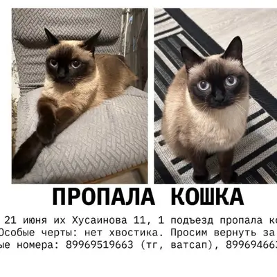 Пропала кошка Солнце, ул. Хусаинова