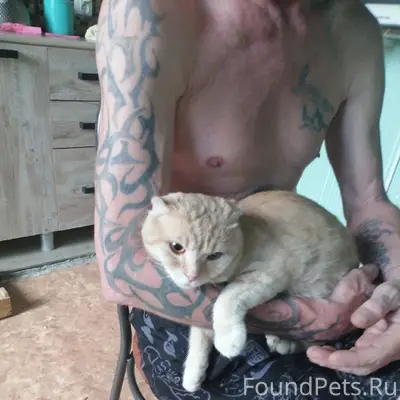 Найдена кошка, Дмитров