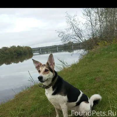 Пропала собака Нюша, район собачьего пляжа