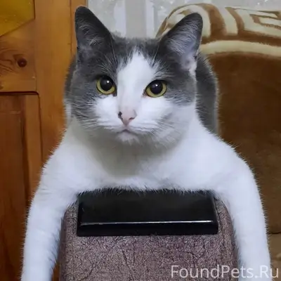 Пропала кошка Маркиза, ул. Южная