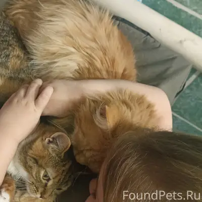 Пропал рыжий кот, юго-восточный мкр