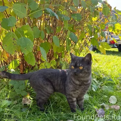 Пропал шотландский кот, Ново-Октябрьская