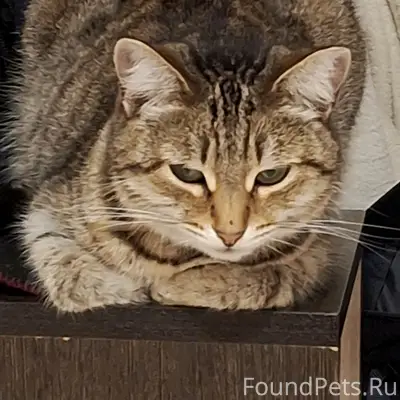 Пропала кошка Тося, пр. Ленина 18