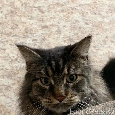 Пропал котик Айс, район горбольницы