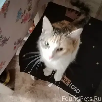 Найден котёнок, Дубровский