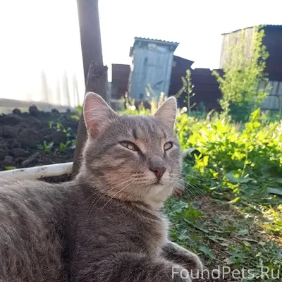 Пропал кот Серёга, Кожзавод