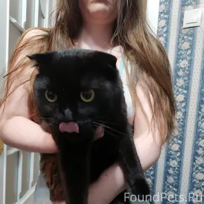 Найден кот, чёрный с рыжим отливом, ул. Богданова