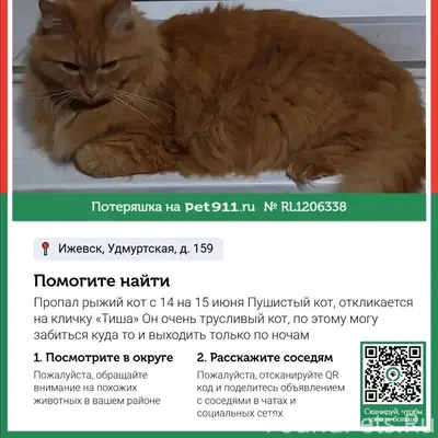 Пропал кот, Удмуртская 159