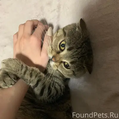 Пропал шотландский вислоухий Каспер, Анапа