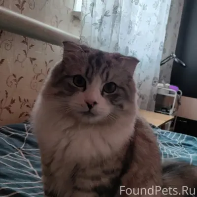 Пропал кот, ул. Промышленная
