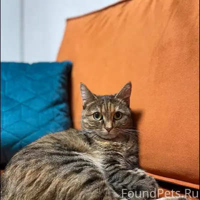 Пропала кошка Ева, недалеко от посёлка Светлый