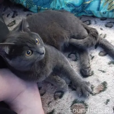 Найдена кошка, хромает, Челюскинцев 11а