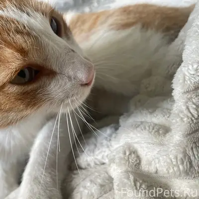 Найден рыжий кот, Ордынская трасса