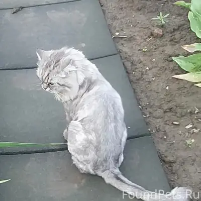 Найден кот серо-белого окраса, х. Дарагановка