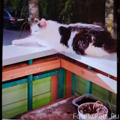 Пропала кошка Муся, Южный посёлок