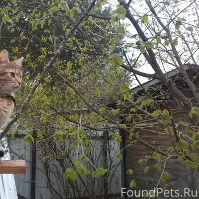 Пропала кошка Бжни, серо-рыжая с ошейником