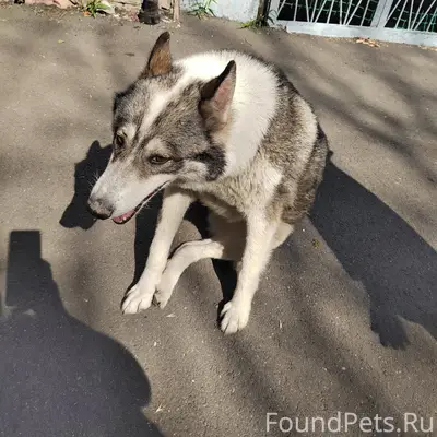 Найден похожий на хаски пёс, район Инвитро на Свердлова