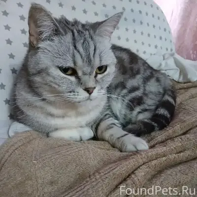 Пропала британская кошка Даша, Тамбовская область
