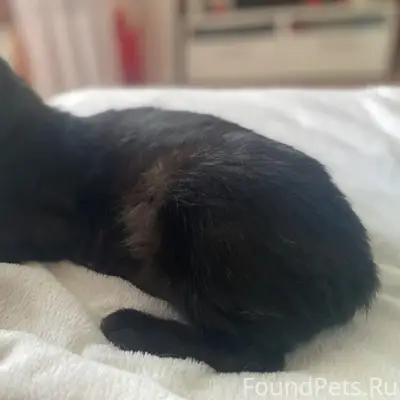 Найдена кошка Афина