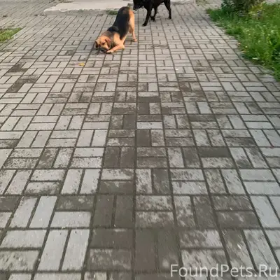 Пропал пёс Тузик, посёлок Октябрьский