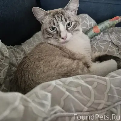 Пропал кот Барри, Советская 97
