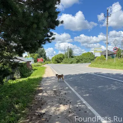 Пропала собака, Борковское шоссе