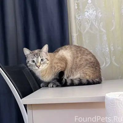 Пропал кот, любимый член семьи. 