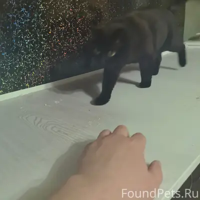 Пропала кошка, ул. Пушкина