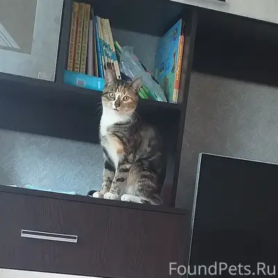 Пропала кошка Багира, Переславль