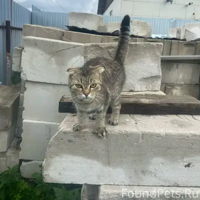 Найдена кошка, Кетово