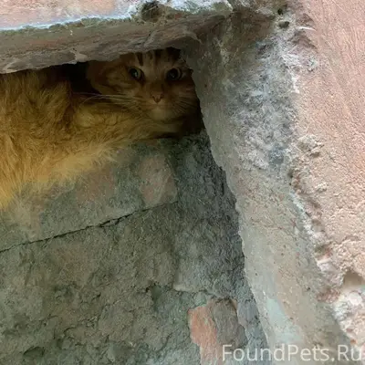 Найден рыжий кот, улица Харьковская