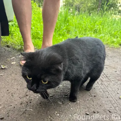 Найдена кошка, повреждена лапка, район Свердлова 37