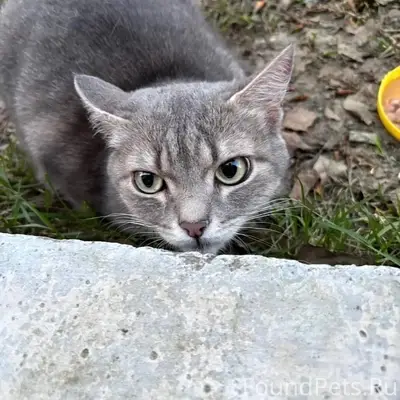 Найдена кошка, Осинники