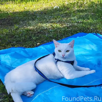 Пропал кот, район жд домов (Новая, 8)