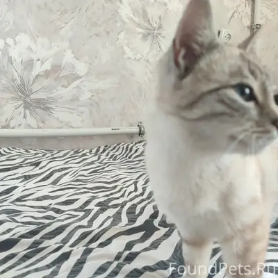 Найдена кошка, Ленина 80