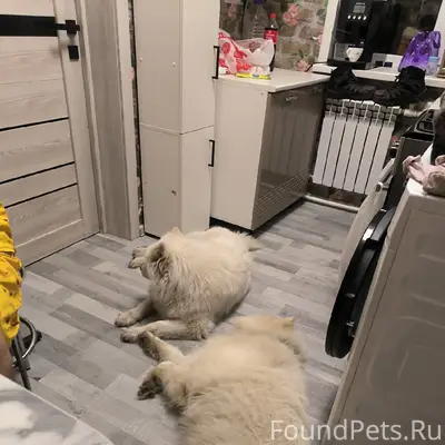 Пропали самоедские лайки Юта и По-Поли, Рига Васильевка