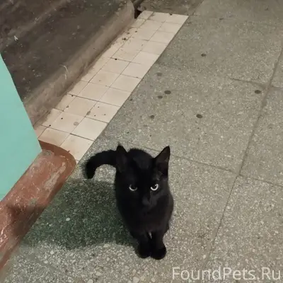 Найден кот, Мира 43