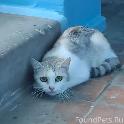 Пропала кошка Маруся, Саратовское шоссе 69/7