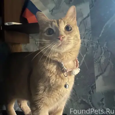 Пропал кот Персик, площадь